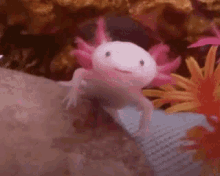 axolotl smiling
